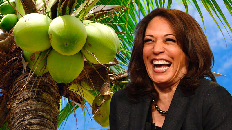 Meme 'Pohon Kelapa' Kamala Harris itu Organic, Tangani dengan Hati-hati