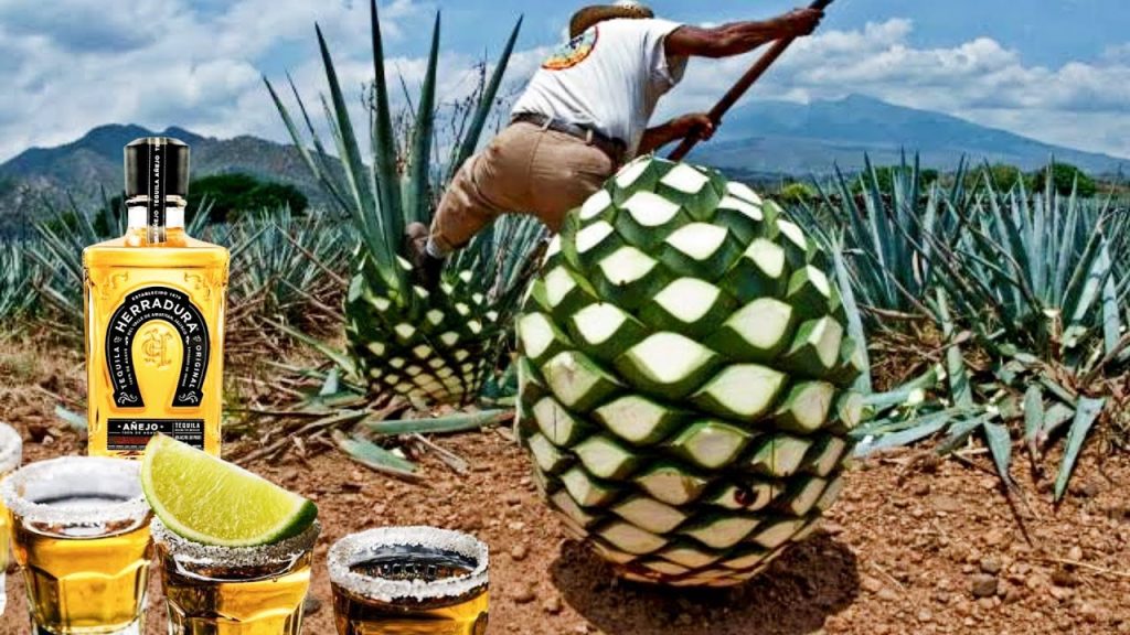 Tequila: Lebih dari Sekadar Minuman, Sebuah Perjalanan Rasa dan Budaya