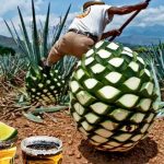 Tequila: Lebih dari Sekadar Minuman, Sebuah Perjalanan Rasa dan Budaya