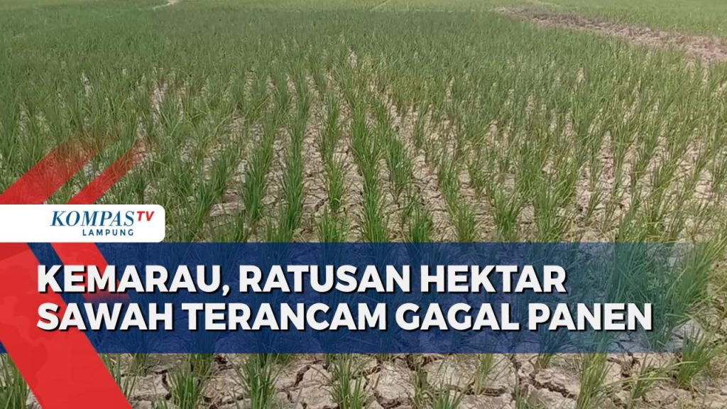 Dam Pacar Dibuka, Ratusan Hektar Sawah Terancam Gagal Panen: Siapa yang Salah?