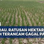 Dam Pacar Dibuka, Ratusan Hektar Sawah Terancam Gagal Panen: Siapa yang Salah?