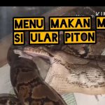 Ular Piton "Nyontek" Menu Makan Siang Warga Desa Wonorejo: Petualangan Reptil di Perkampungan