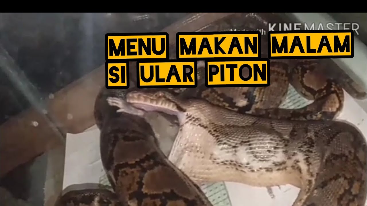 Ular Piton "Nyontek" Menu Makan Siang Warga Desa Wonorejo: Petualangan Reptil di Perkampungan