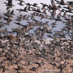 610 Spesies Burung Hilang: Kisah Tragis Kepunahan yang Dipercepat oleh Manusia