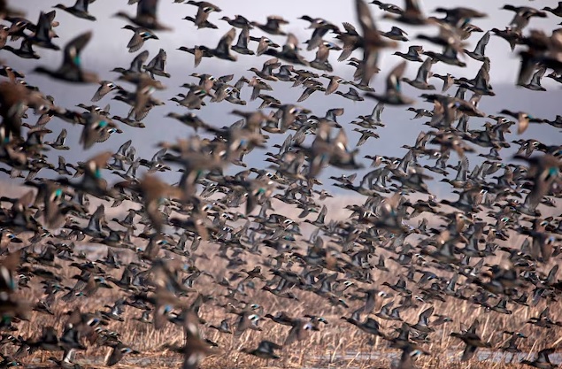 610 Spesies Burung Hilang: Kisah Tragis Kepunahan yang Dipercepat oleh Manusia